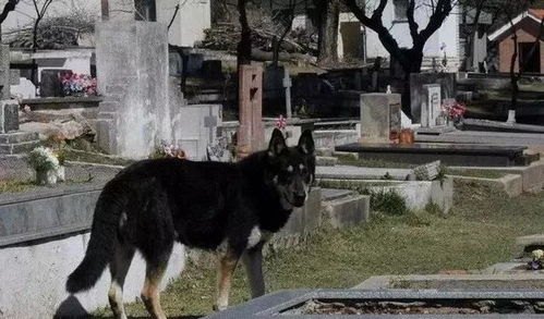 短剧她死后，薄爷跪在墓碑前哭成狗（104集）_薄爷他夫人又美又飒