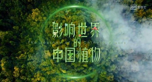 揭秘绝品透视，带你免费畅游文字的奇幻世界