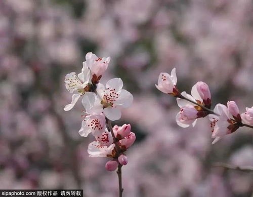 春花厌，一场关于春日花朵的深情告别