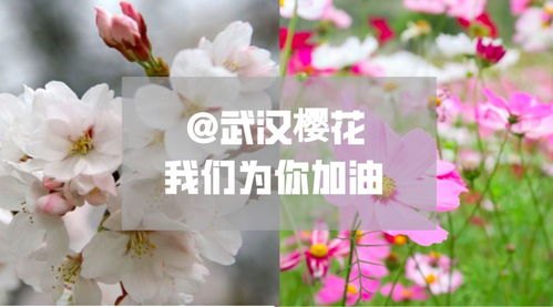 花开春暖，一场心灵的温暖之旅——全文阅读感悟