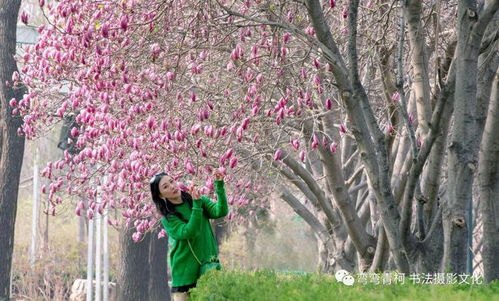 花香满园，岁月静好——一场关于春天的诗意漫游