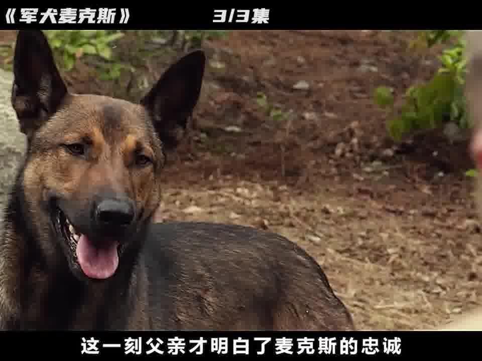 军犬电影