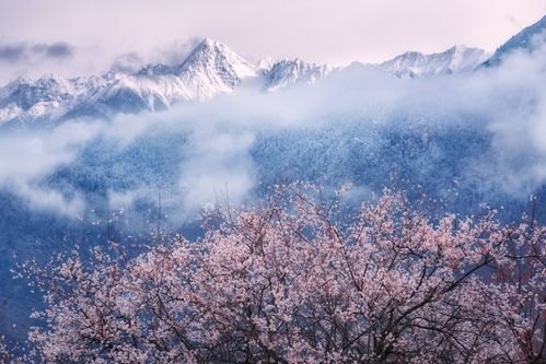 漫步桃林，品味遍地桃花的美丽诗意