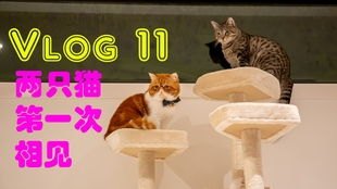 猫狗大战，一场人类和宠物之间的战斗