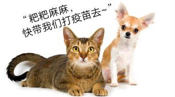 宠物界的和谐交响曲，狗、猫与鼠的奇妙生活