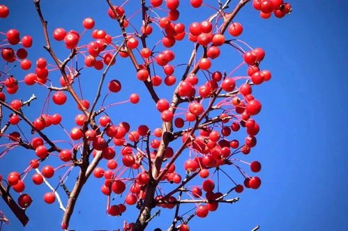 红了樱桃绿了芭蕉——初夏时节的自然变迁与人生感悟