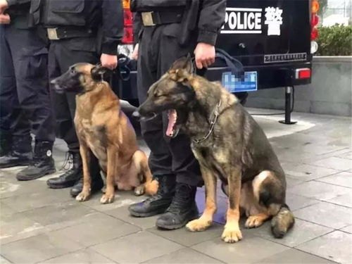 警犬警犬演员表_警犬全集