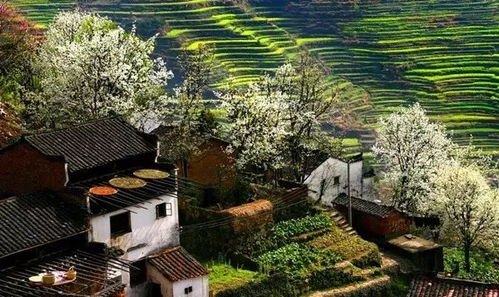 香村春色满院，一场诗意盎然的乡村春游之旅