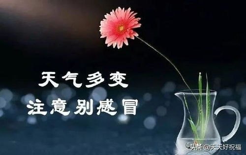 早安，总统夫人，一段免费的温馨晨曲，点亮你的每一天