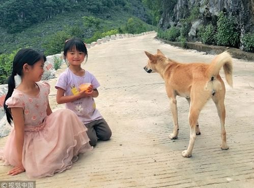 从忠犬八公到人狗情未了，那些温暖人心的狗的电视剧